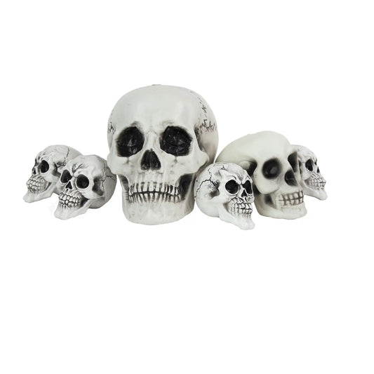Set of 6 assorted skulls