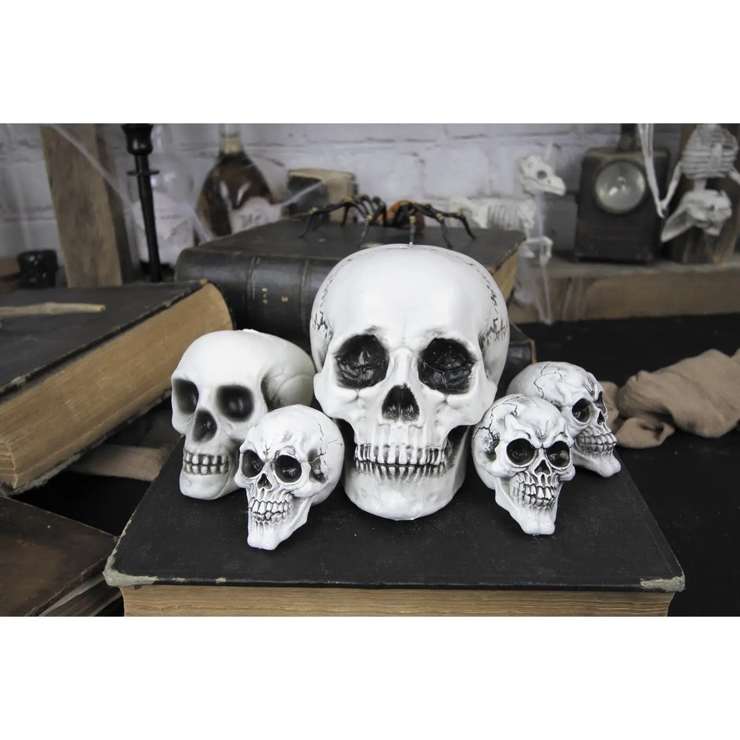Set of 6 assorted skulls